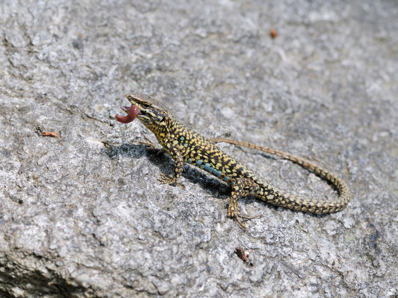 predazione di Podarcis muralis