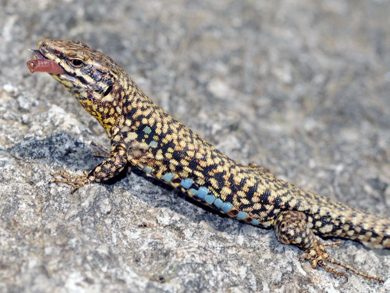 predazione di Podarcis muralis