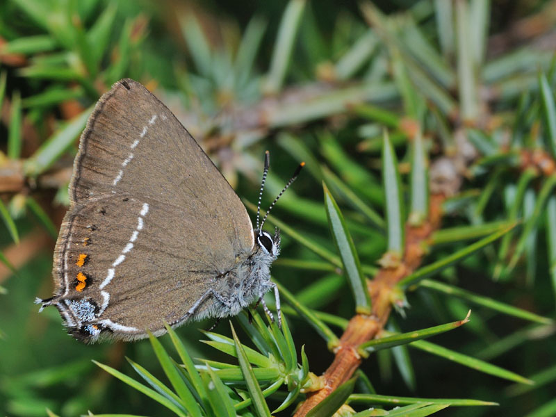 Satyrium spini