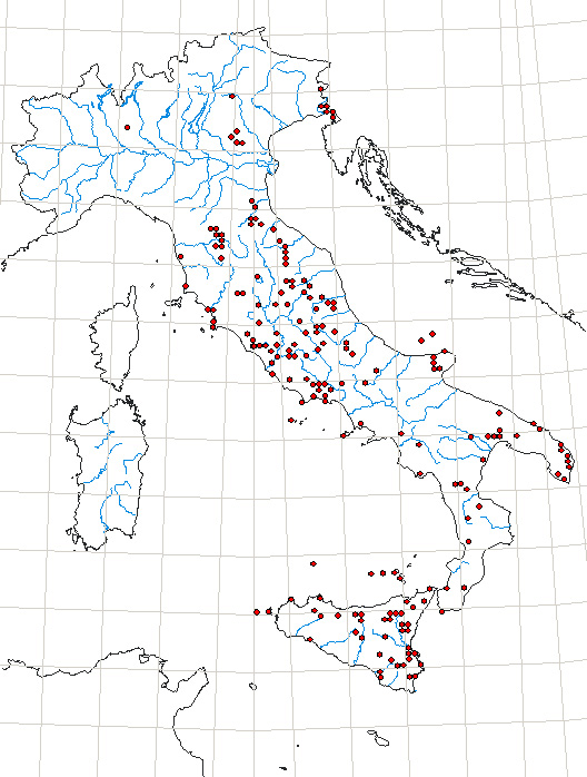 domanda: distribuzione Scolopendra cingulata