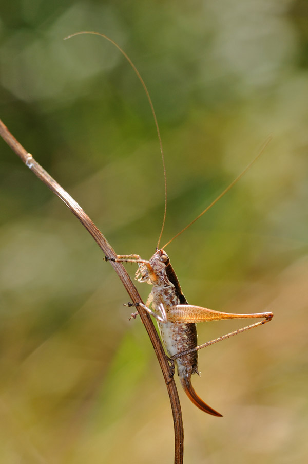 Yersinella raimondii femmina