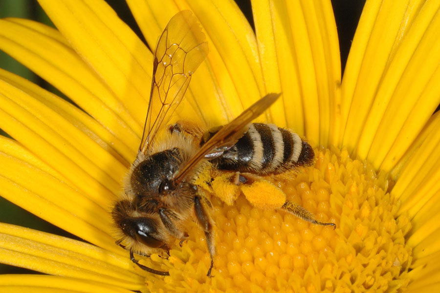 Andrena flavipes F (Apidae Andreninae )