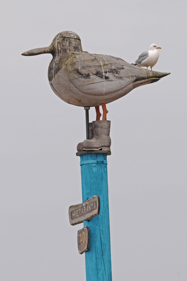 Avifauna humor