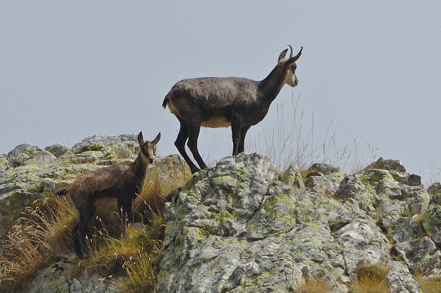 Periodo degli amori per il camoscio