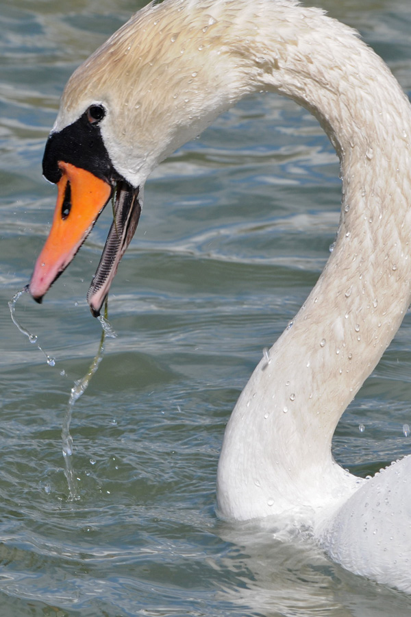 Avifauna humor