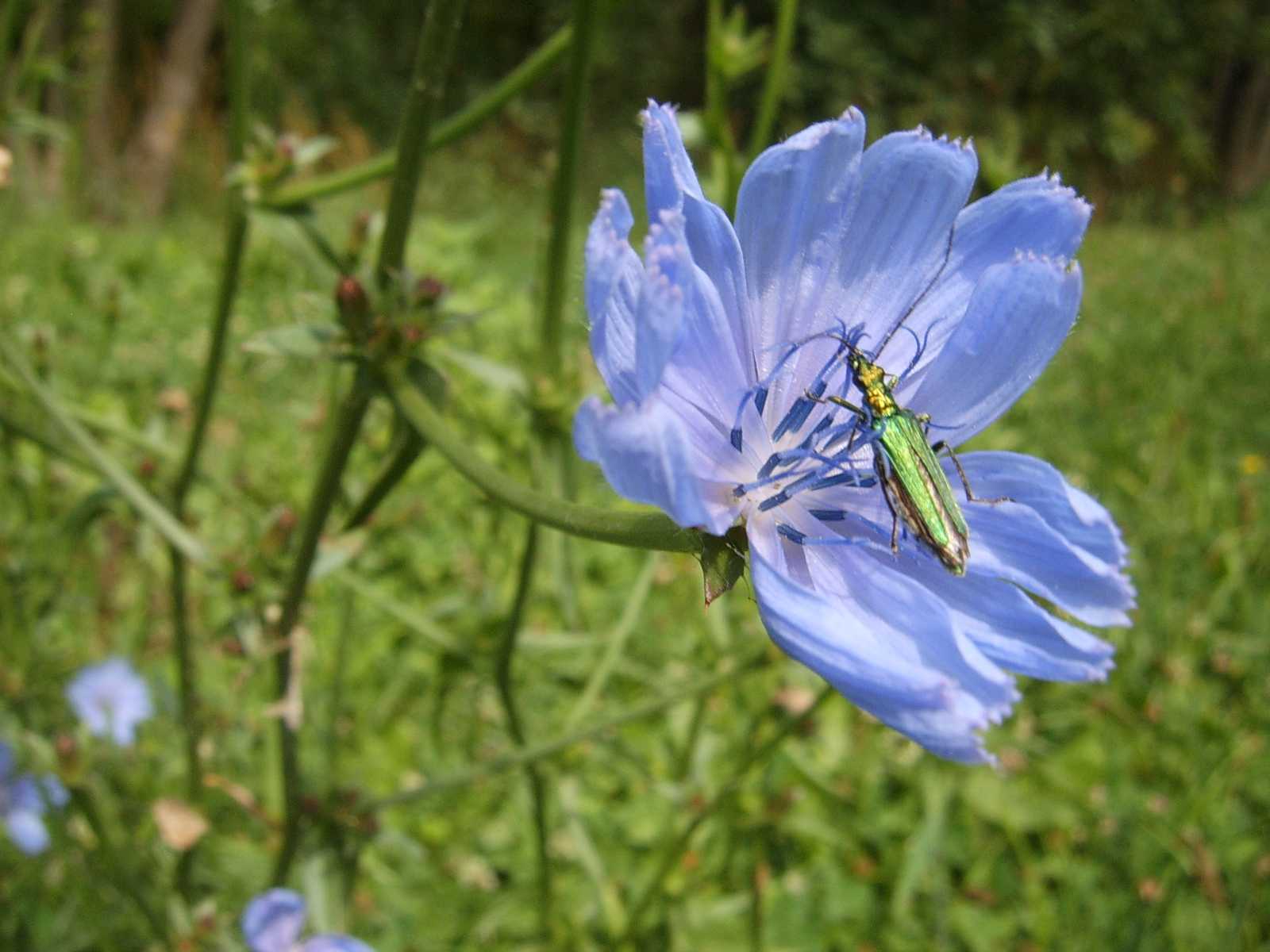 all''improvviso un altro sconosciuto... Oedemera nobilis