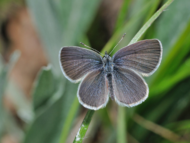 Cupido minimus