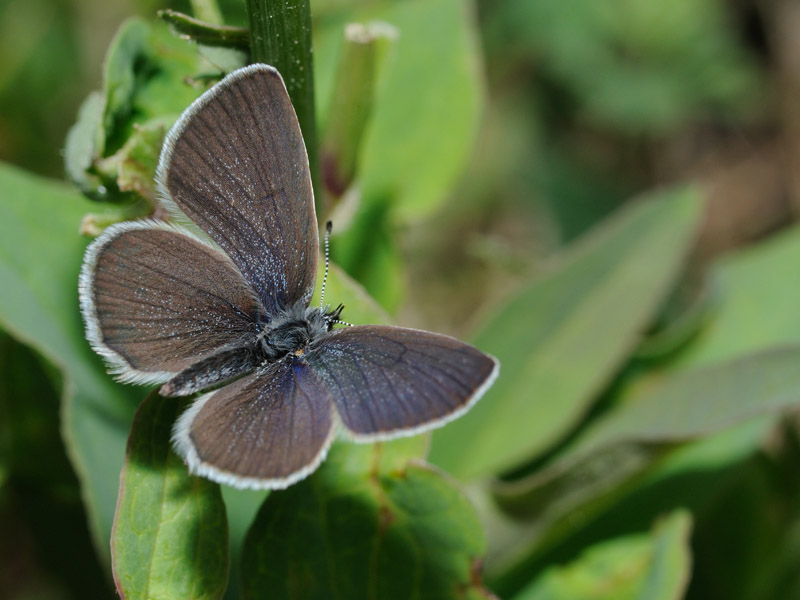 Cupido minimus