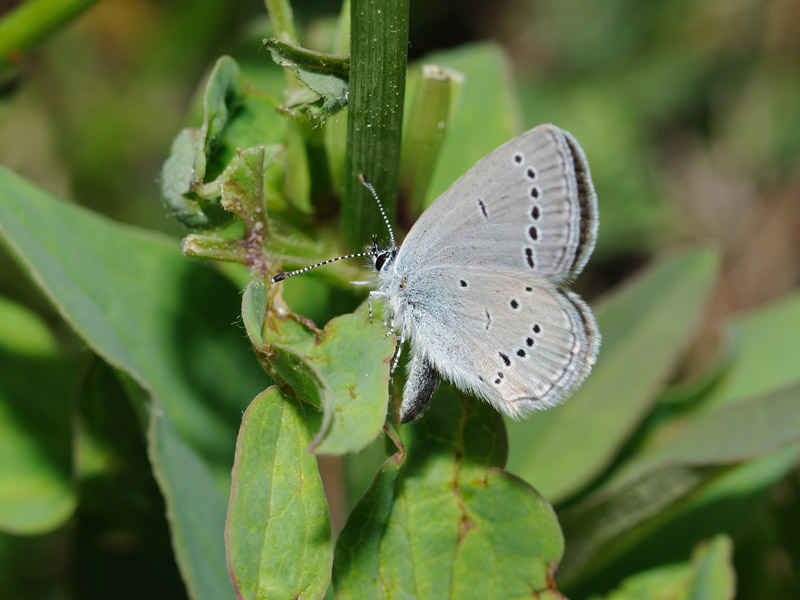 Cupido minimus