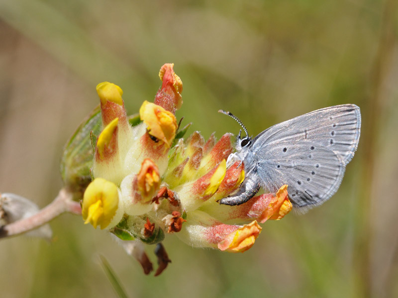 Cupido minimus