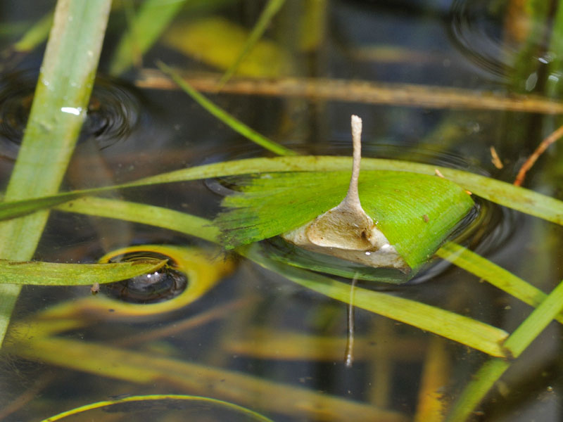 ovatura hydrophilidae