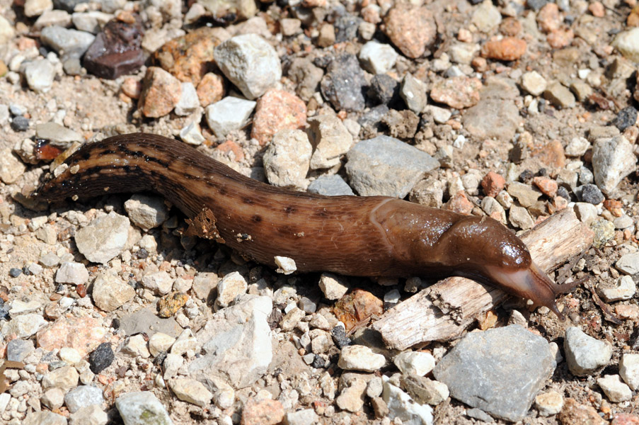 Limax alpinus del Passo del Cuvignone (VA)