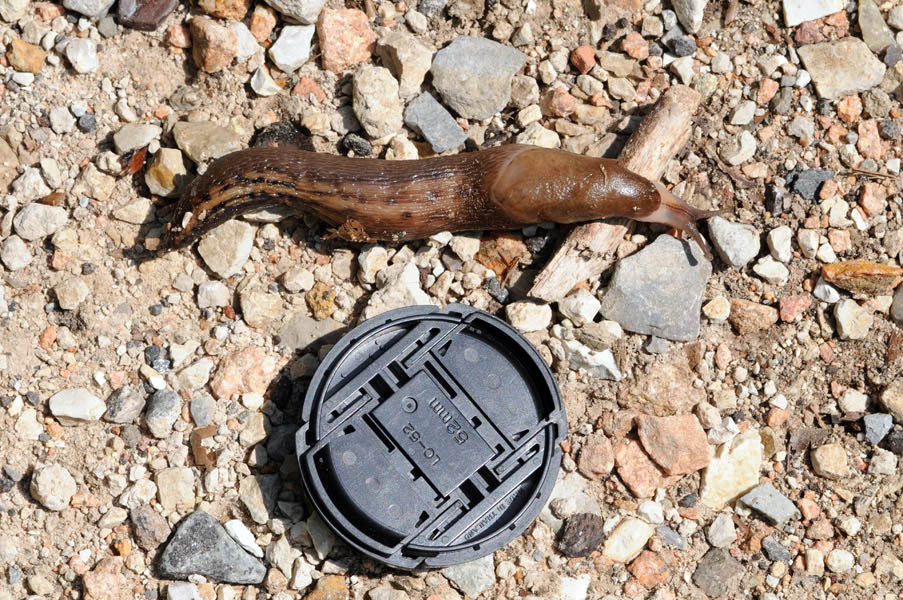 Limax alpinus del Passo del Cuvignone (VA)