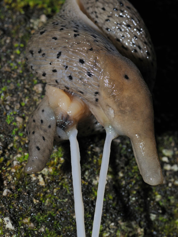 L''accoppiamento di Limax redii da dint. di Varese