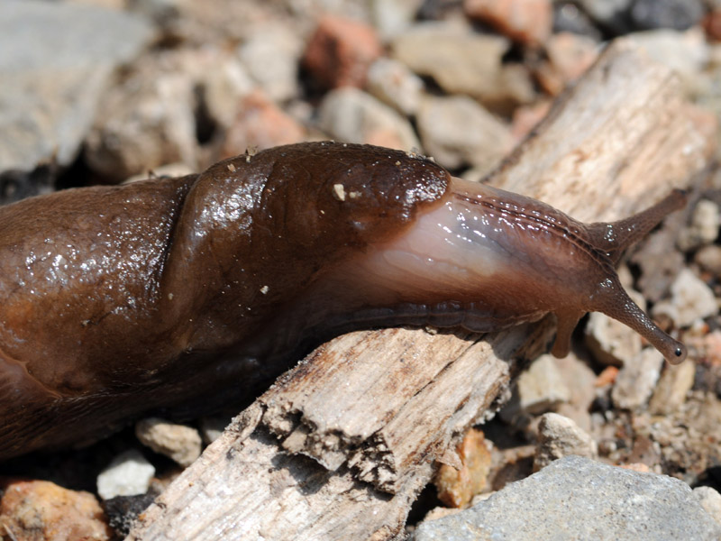 Limax alpinus del Passo del Cuvignone (VA)