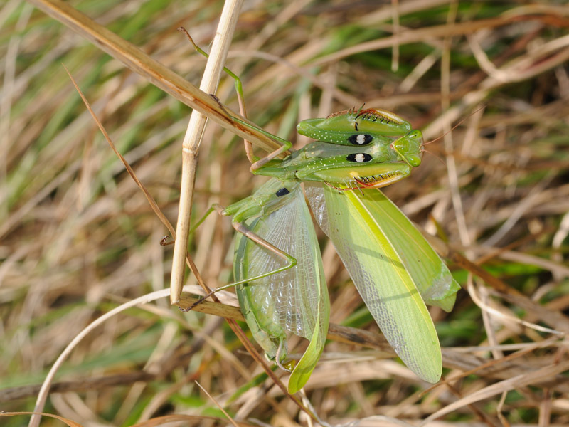 Mantide in atteggiamento difensivo
