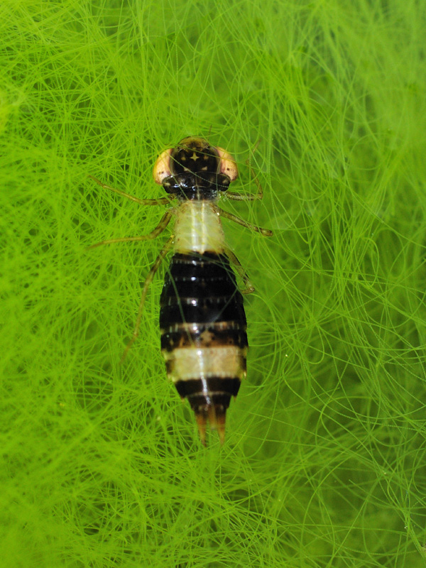 neanide da determinare -  Anax imperator (?)