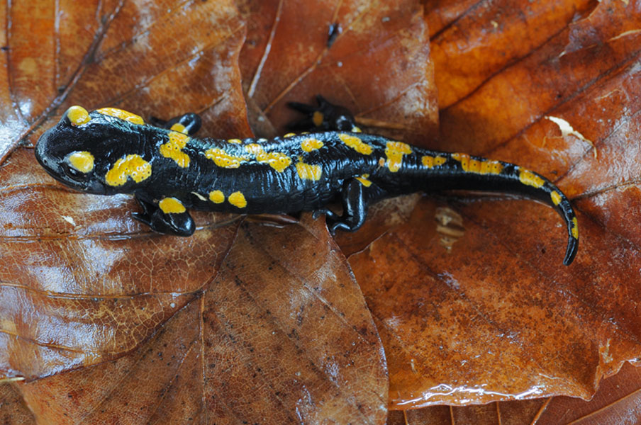 Salamandra salamandra