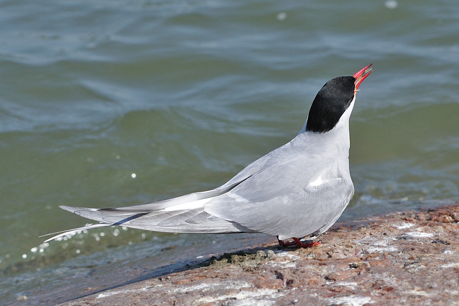 Sterna codalunga / Sterna paradisaea
