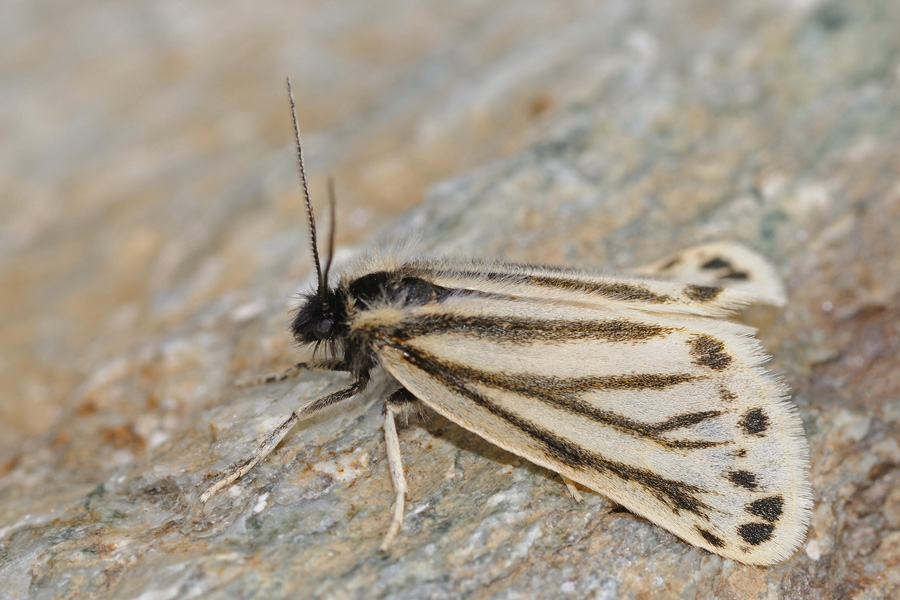tricottero o lepidottero? - Setina aurita
