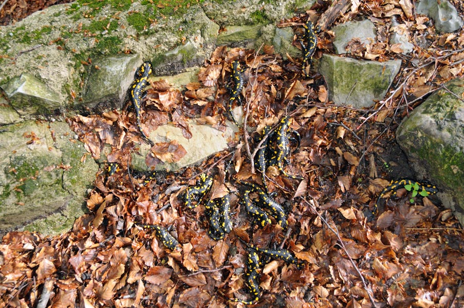 vecchia cisterna e salamandre