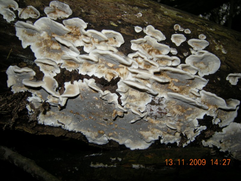 Penso che sia Bjerkandera adusta-foto6089 (B. adusta)