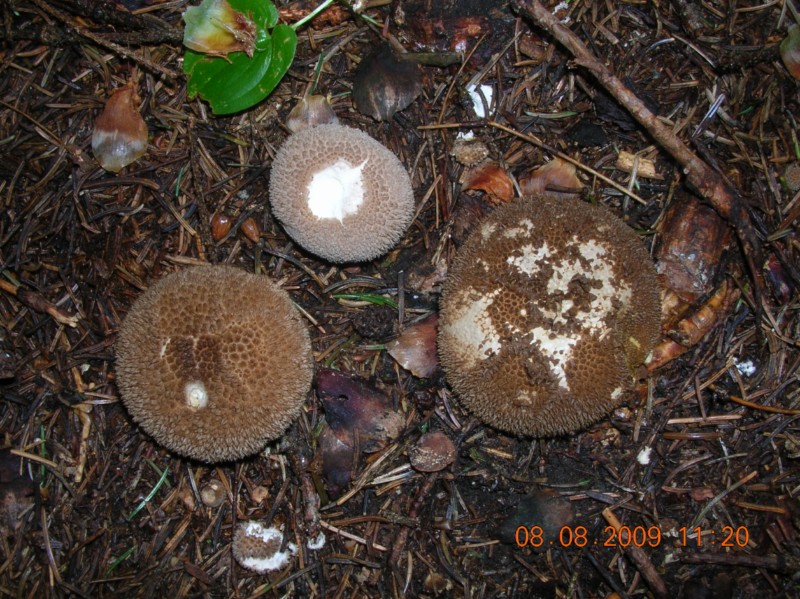 lycoperdon ?
