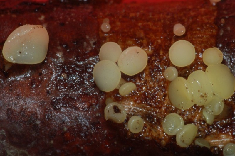 claussenomyces prasinulus