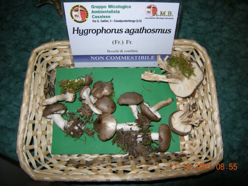 Hygrophorus da determinare
