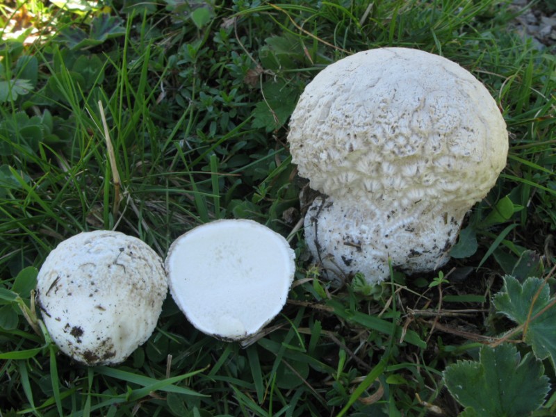 Gastromicete dei prati trentini