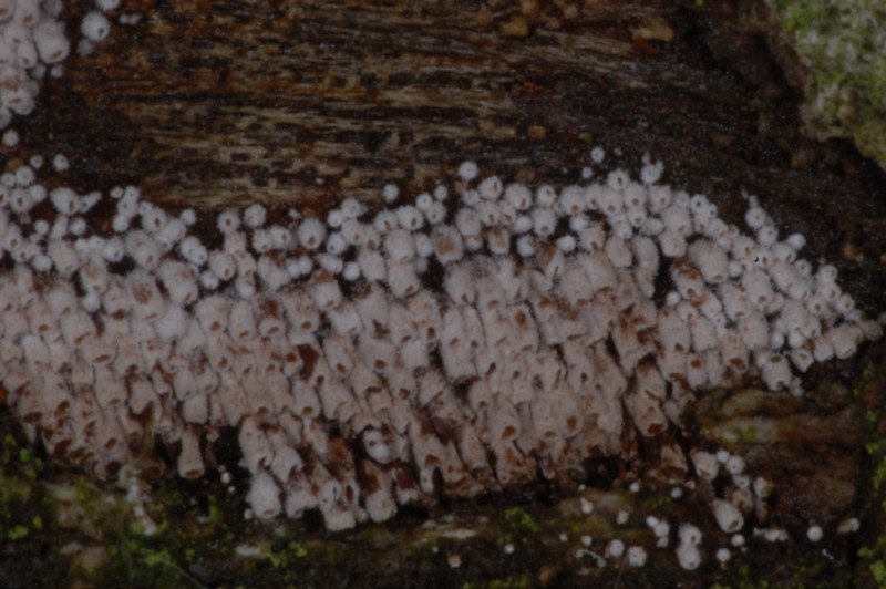 ascomycete misterioso