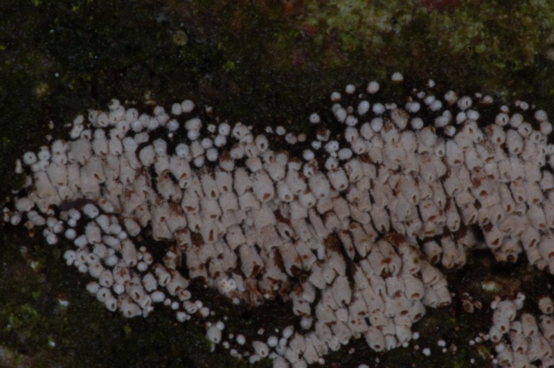 ascomycete misterioso