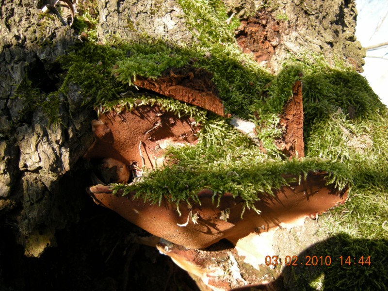 phellinus sp. (Phellinus torulosus)