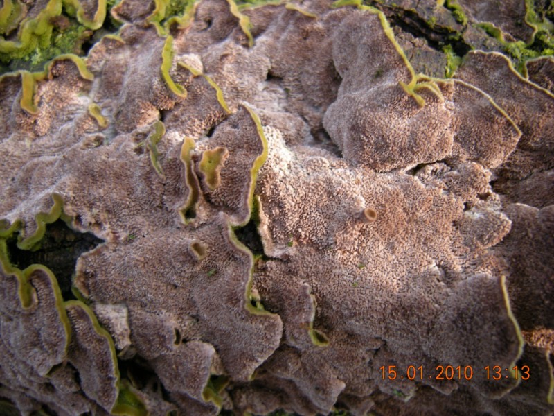 Trichaptum (Trichaptum biforme)