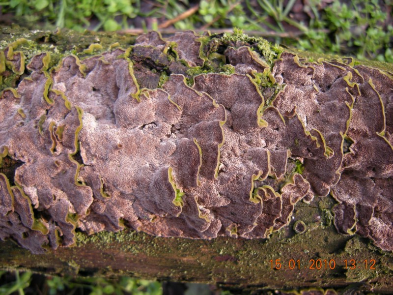 Trichaptum (Trichaptum biforme)