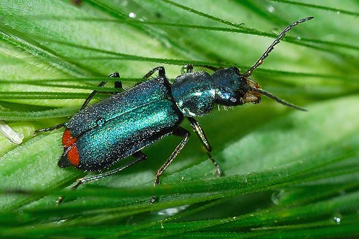 Clanoptilus cfr. geniculatus , femmina (Malachiidae)