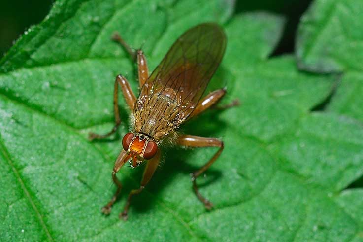 Scatophaga furcata/lutaria (scatophagidae).