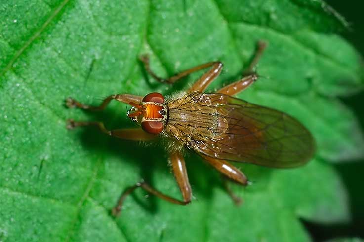 Scatophaga furcata/lutaria (scatophagidae).