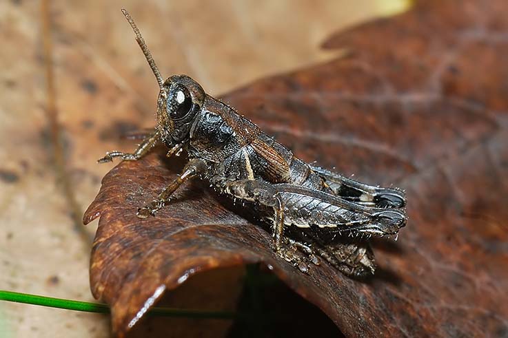 Pezotettix giornae (Acrididae Catantopinae)