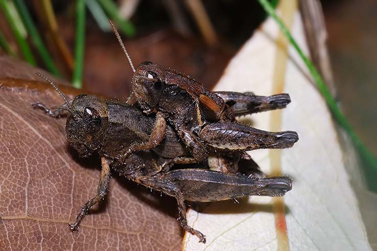 Pezotettix giornae (Acrididae Catantopinae)