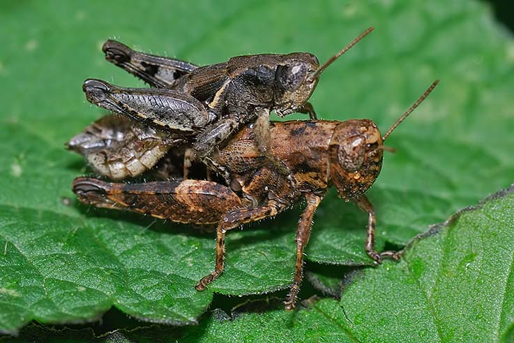 Pezotettix giornae (Acrididae Catantopinae)