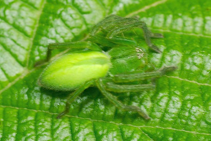 Micrommata virescens