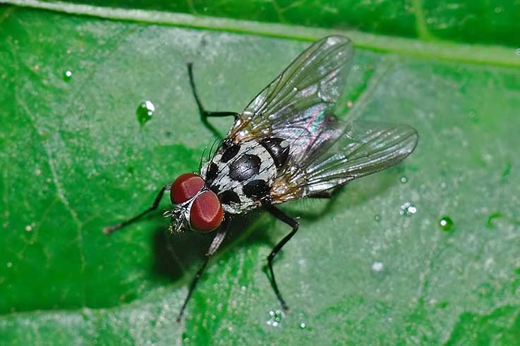 Anthomyia del gruppo pluvialis e Limnophora obsignata.