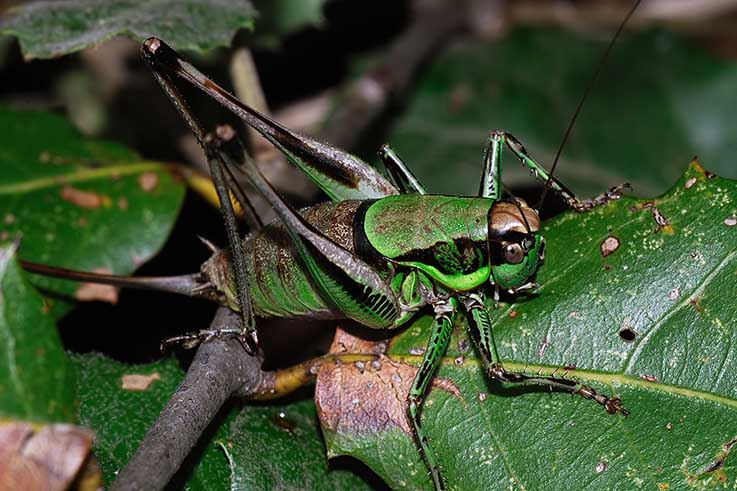 Ensifero: Eupholidoptera sp.