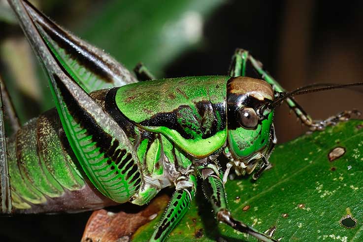 Ensifero: Eupholidoptera sp.