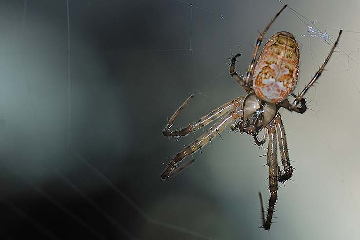 Metellina sp.