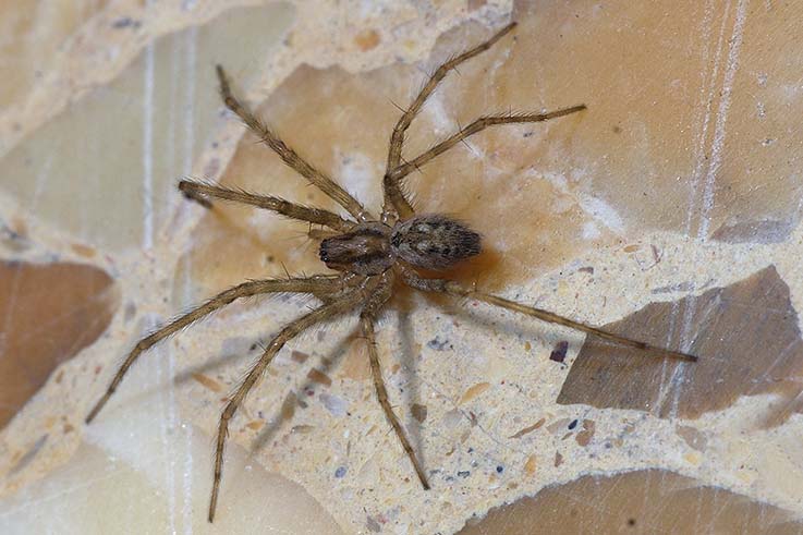 Tegenaria sp.