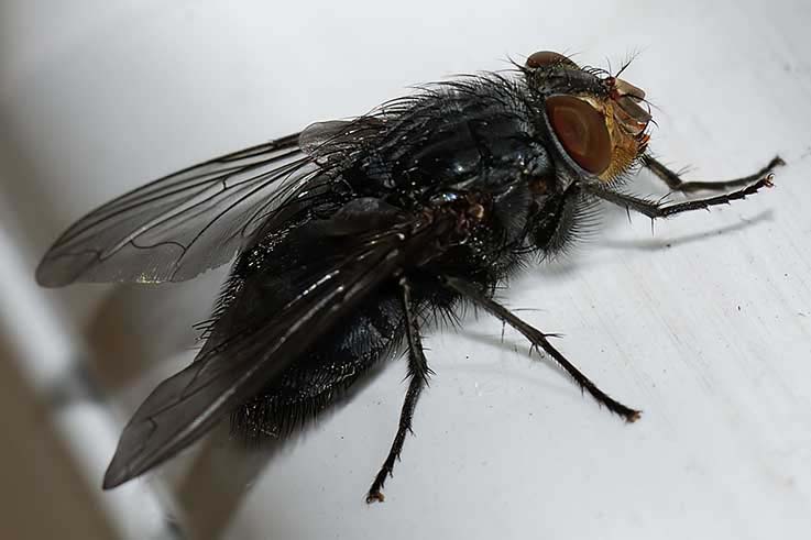 Calliphora vicina