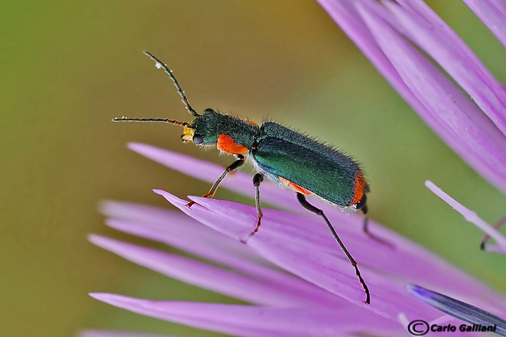Identificazione