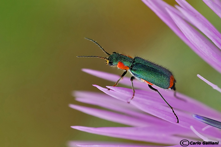 Identificazione